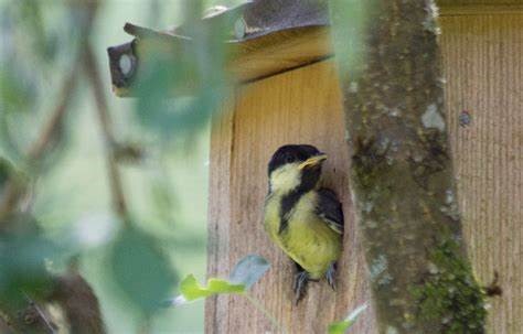 Nisthilfen unterstützen Vögel beim Nestbau und der Aufzucht ihrer Jungen