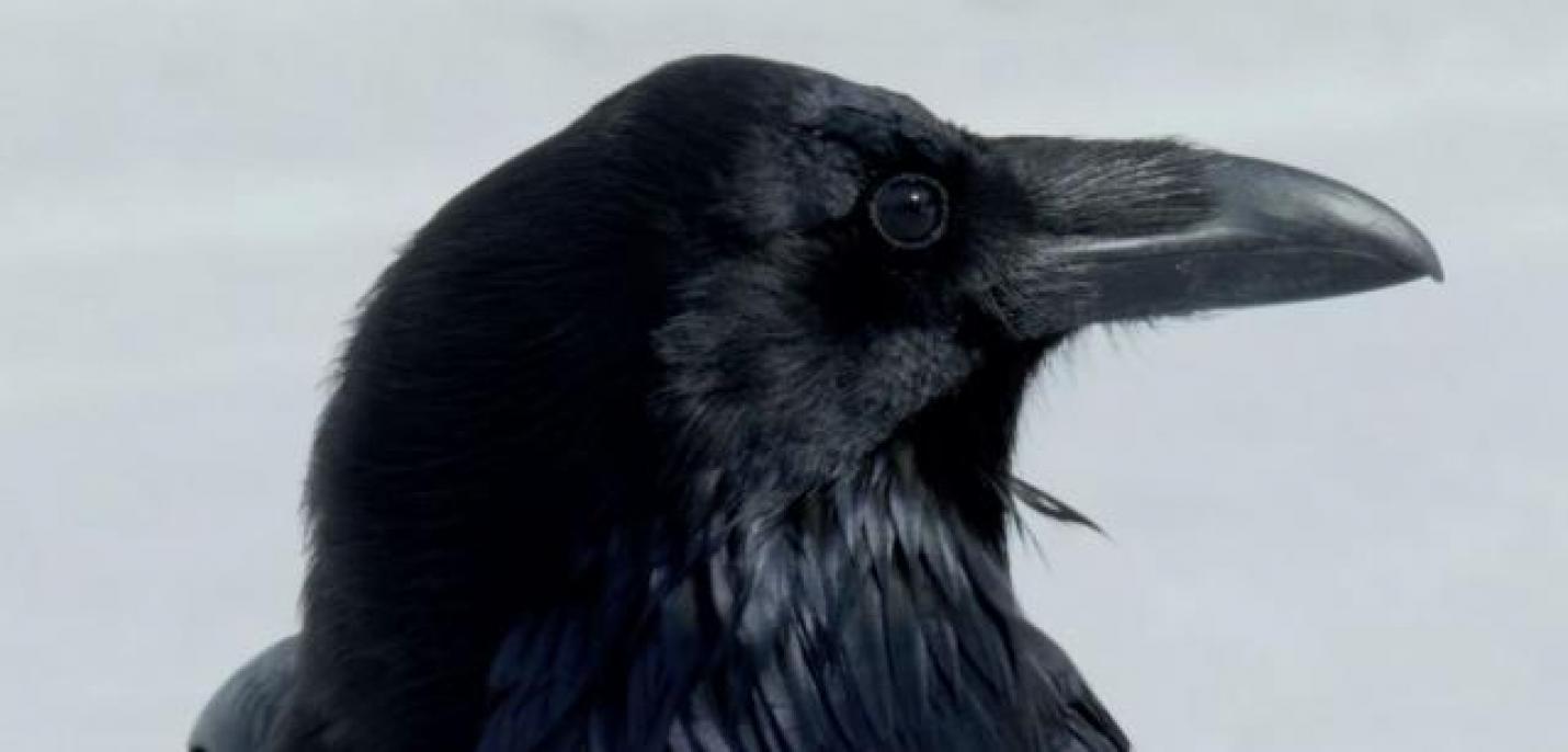 Krähen als Filmstars