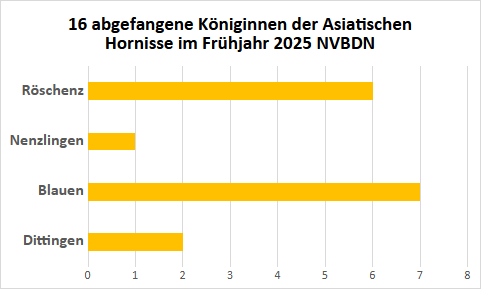 Fang Asiatischer Hornissen Frühjahr 2025