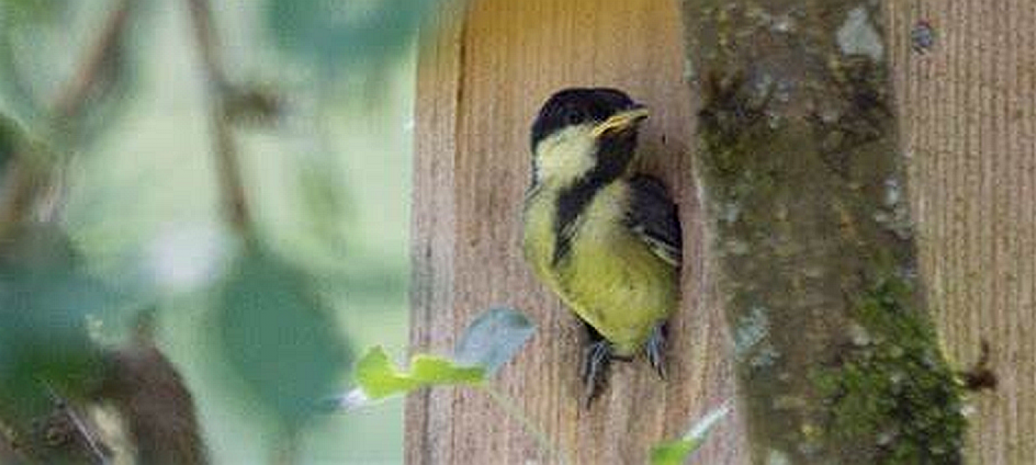 Wohnraum für Vogelfamilien - helfen Sie mit